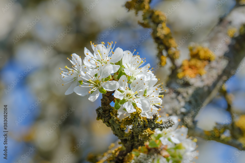 Makro / Detail: Blüten an einem blühenden Obstbaum im Frühling Makro / Detail: Blüten an einem blühenden Obstbaum im Frühling