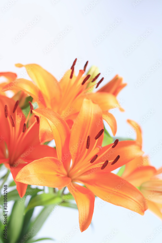 花ユリ 花ユリ