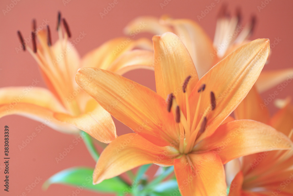 Fototapeta premium 花ユリ