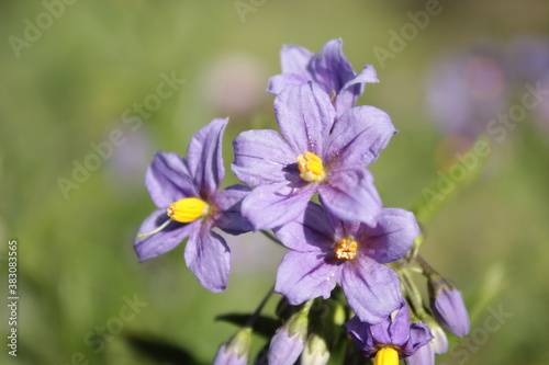 Flor morada primaveral, Purple Spring Flower in Bloom © isidora