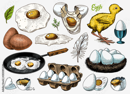 Eggs and chick, farm product, scrambled omelette, packing and nest. Engraved hand drawn vintage sketch. Woodcut style. Vector illustration for menu or poster.