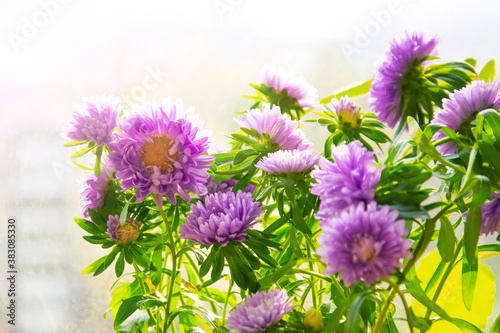 Blooming purple asters in pots on the balcony.