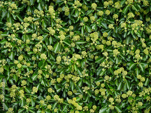 The evergreen ivy Hedera Hibernica Arbori Compact in autumn. Common in English hedgerows and also known as Atlantic Ivy and Irish Ivy Arbori Compact.  photo
