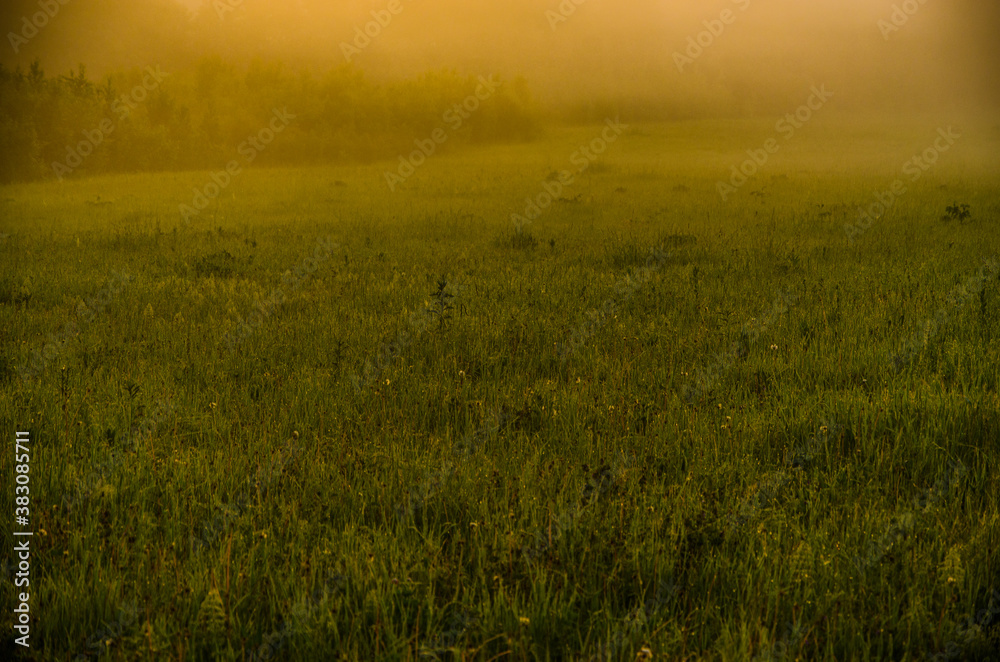 Thick mystical fog over a green forest. Juicy grass.
