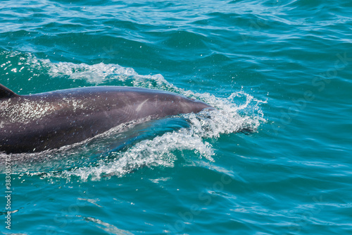 Dolphin in Bay of Islands, New Zealand