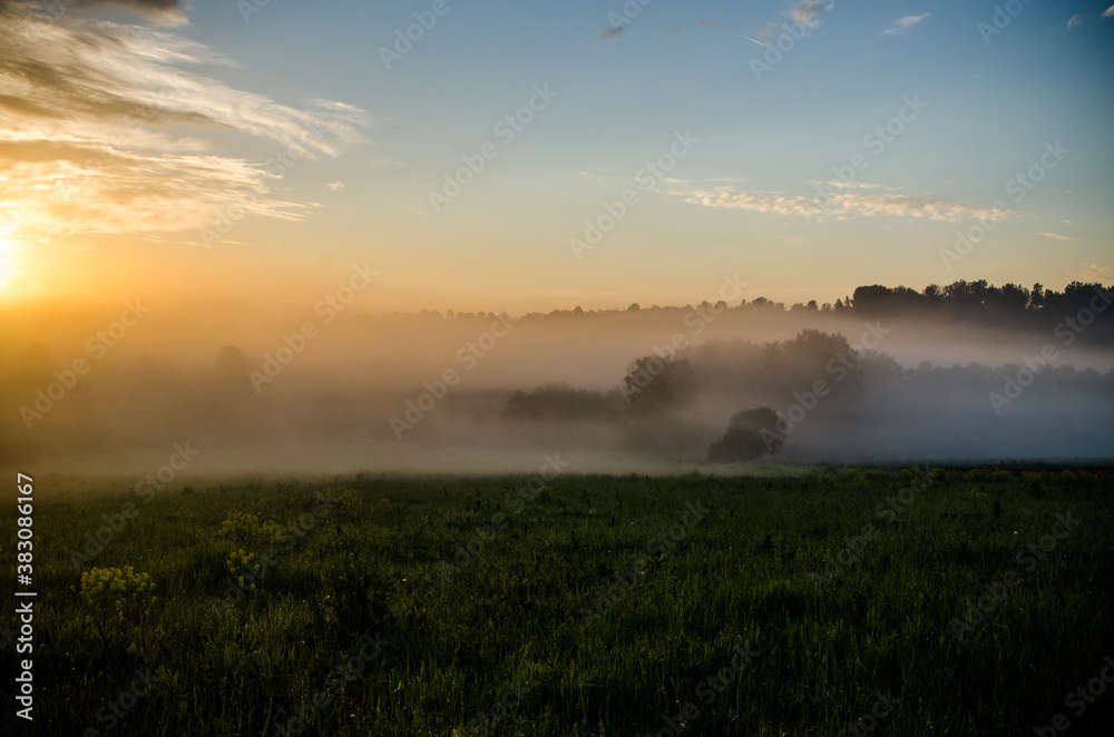 Fototapeta premium Thick mystical fog over a green forest. Juicy grass.