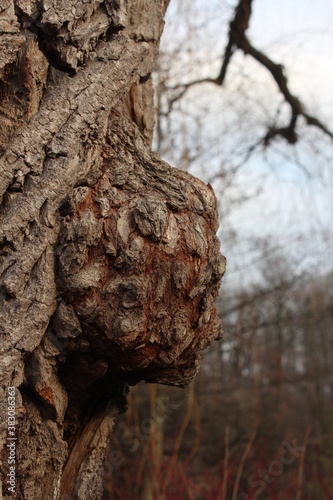Old Tree Wooden Knot Close Up