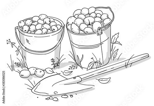 Two buckets of potatoes and a shovel. Autumn vegetable harvest. Hand drawn black and white line vector sketch. Agriculture plant production.