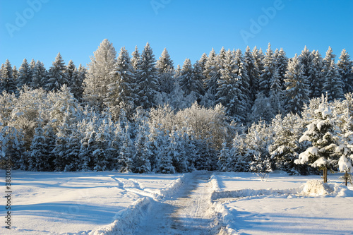 Obraz na plátne Pine trees covered with snow on a Sunny day.