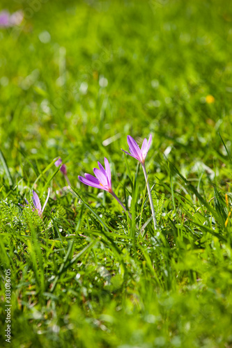 Blühende Herbstzeitlose in einer Wiese photo