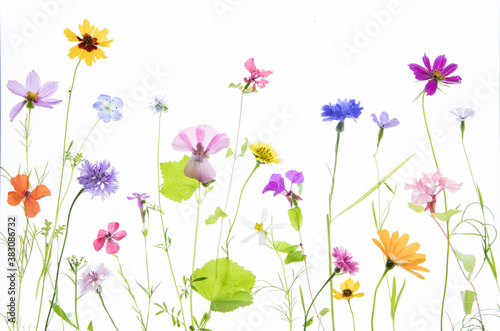 Original artistic photograph of multicolored wildflowers backlit against a bright white background