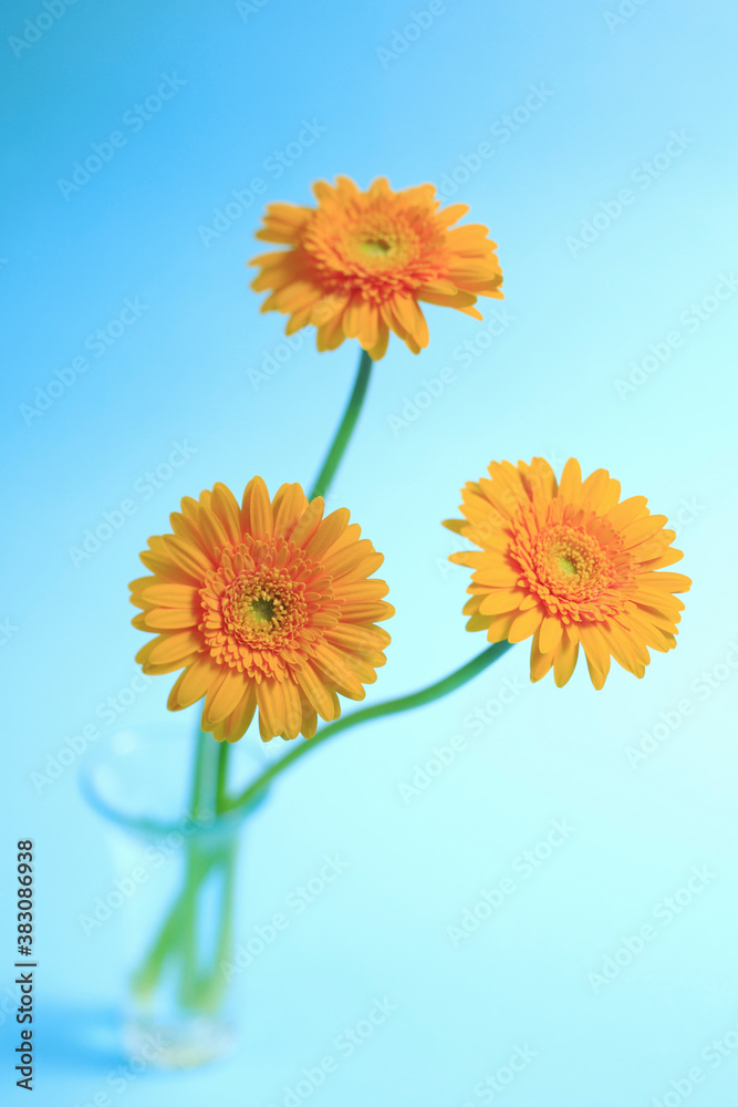 Naklejka premium ガーベラ