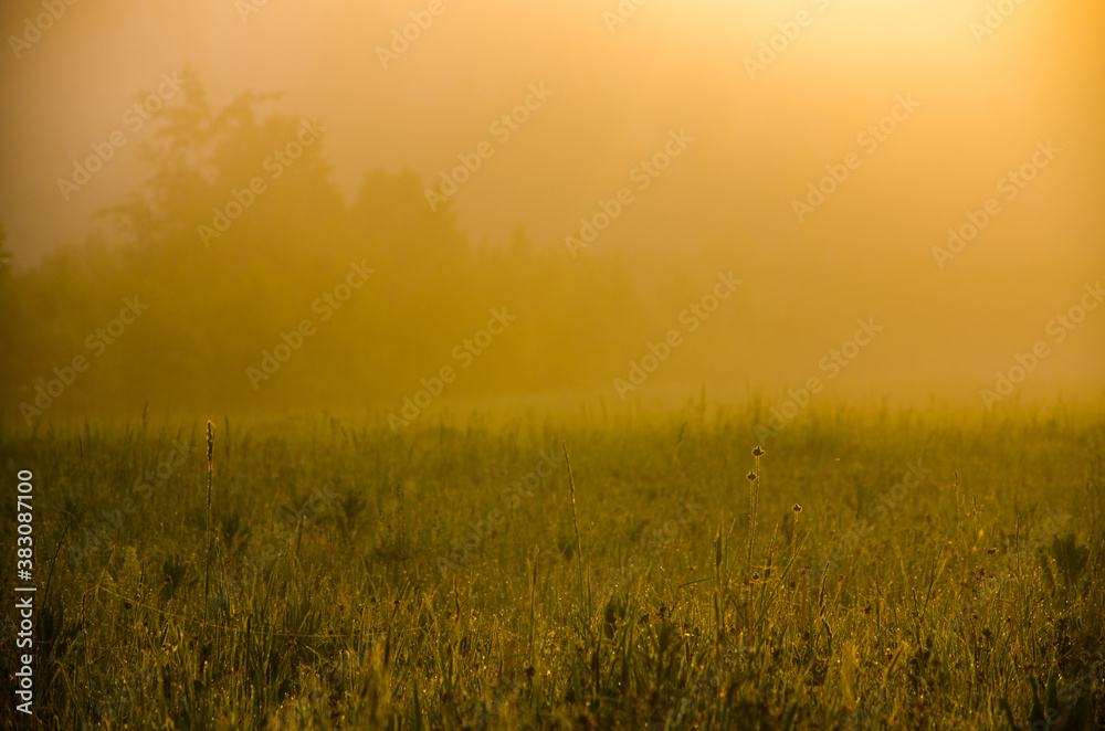 Obraz premium Thick mystical fog over a green forest. Juicy grass.