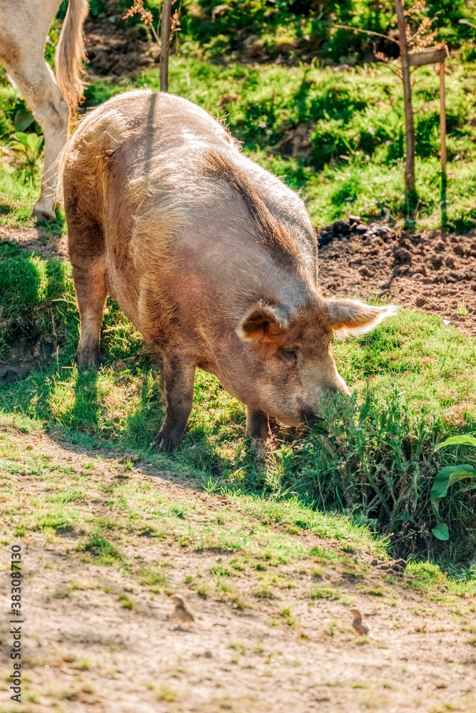 Fototapeta premium Pig grazing on meadow