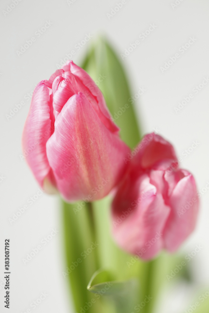 Naklejka premium チューリップ