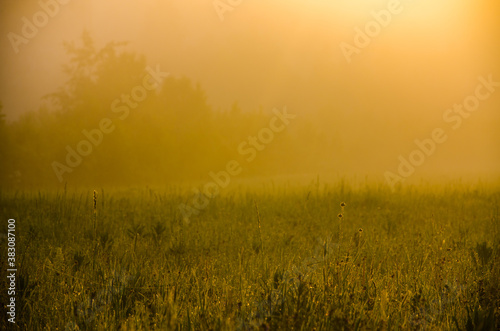 Thick mystical fog over a green forest. Juicy grass.