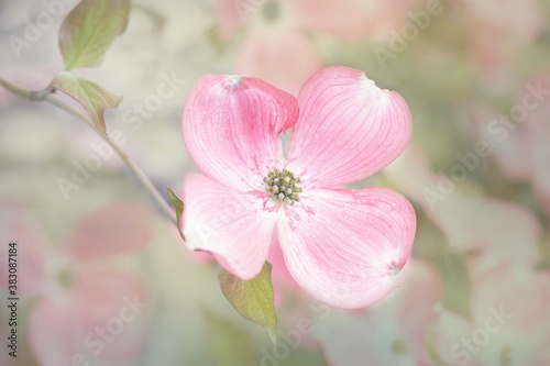 Original botanical close up photograph of a single pink dogwood flower on a tree branch 