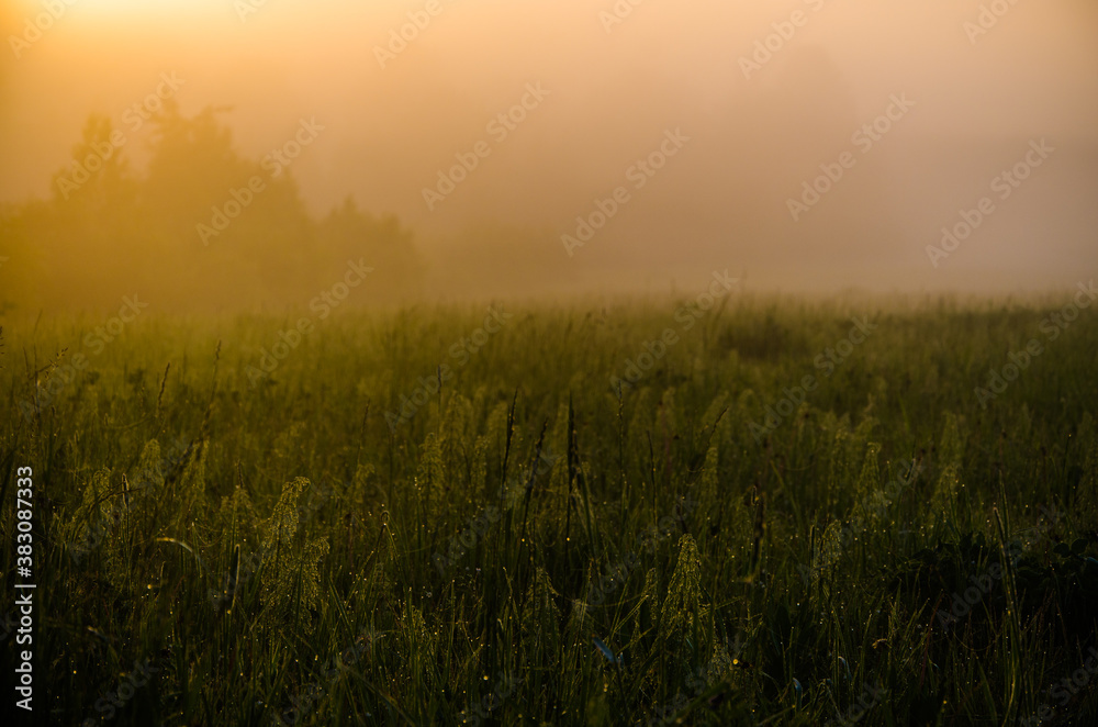 Thick mystical fog over a green forest. Juicy grass. Thick mystical fog over a green forest. Juicy grass.
