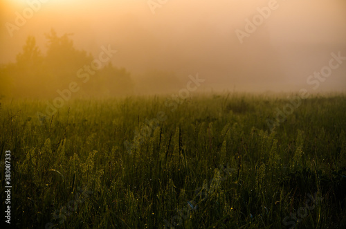 Thick mystical fog over a green forest. Juicy grass.