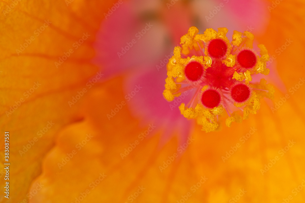 Extreme macro of red and orange Hibiscus stamens with a shallow depth of field background. Floral detail. Extreme macro of red and orange Hibiscus stamens with a shallow depth of field background. Floral detail.