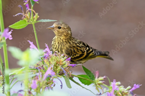 Original wildlife photograph of a small yellow house finch perched on a stem of lavender flowers © Janice