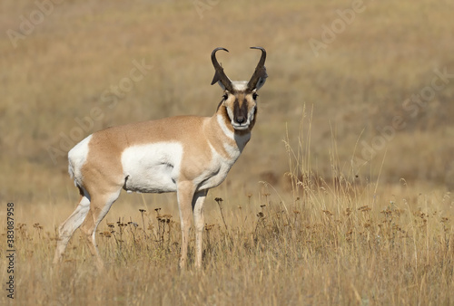 Original wildlife photograph of a adult Pronghorn standing in a field of golden grasses looking at you © Janice