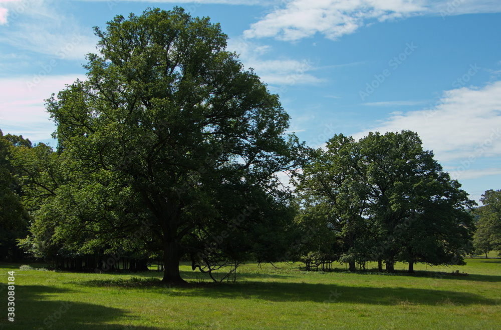 Big trees on Carolinas Meadow near Chudenice,West Bohemia,Plzeň Region,Czech Republic,Europe
Big trees on Carolinas Meadow near Chudenice,West Bohemia,Plzeň Region,Czech Republic,Europe