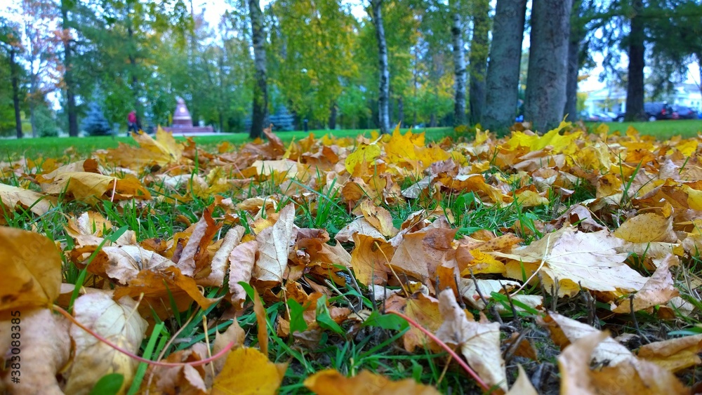 Obraz premium Fall foliage. Golden autumn in the city park. Fallen orange dry maple leaves on green grass. Rural scene. Healthy lifestyle concept. Beauty in nature. Beautiful season landscape. Environment. October 