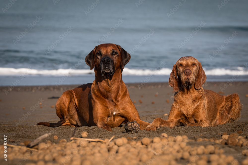 Rhodesian Ridgeback, Drahthaar Viszla, Freunde, Meer, Urlaub, Rhodesian Ridgeback, Drahthaar Viszla, Freunde, Meer, Urlaub,