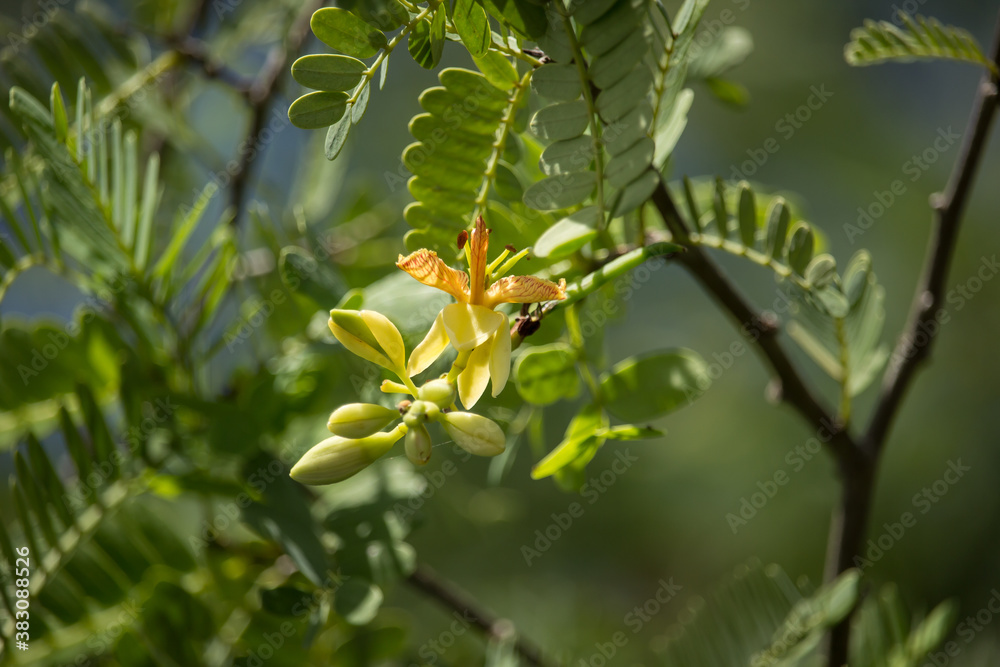 red mix yellow small flower of tamarine fruit on tree red mix yellow small flower of tamarine fruit on tree