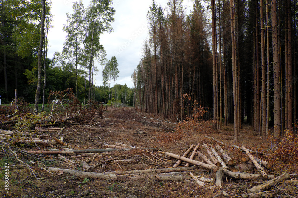 Abgestorbener Wald an Kreisstraße in Deutschland Ende September 2020 in Zeiten von Klimawandel und Erderwärmung- Stockfoto Abgestorbener Wald an Kreisstraße in Deutschland Ende September 2020 in Zeiten von Klimawandel und Erderwärmung- Stockfoto