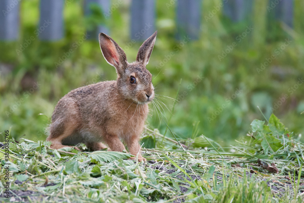 Fototapeta premium Wildkaninchen in urbaner Umgebung
