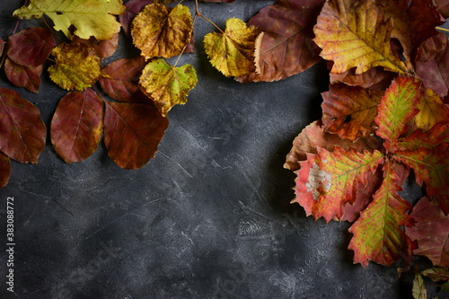 autumn leaves on the ground © Татьяна Синдецкая