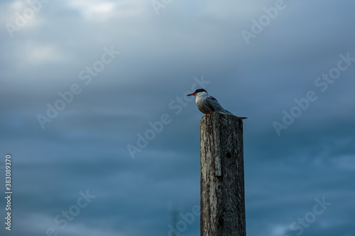 Tern perched on a wooden pole