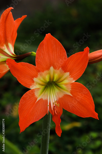 orange flower in the garden © Mas