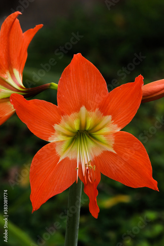 orange flower in the garden