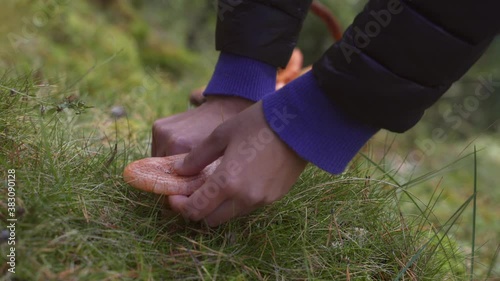 Picking Wild Mushrooms in the Autumn Forest. Delicious Edible Orange Red Pine Mushroom (Lactarius deliciosus known as Rovello) photo