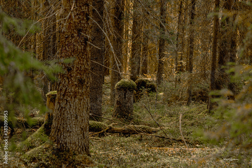 Foliage, stream, Rural, Green, peaceful, Park, Backyard, botany, garden, Forest, Wetlands, natural environment,Ecosystem , grass, environment, grass family, country path, stumps, cottage,moss