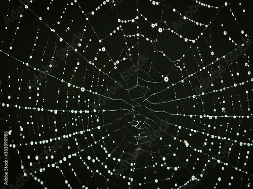 a macro of a beautiful spiders net in front of a black background with sparkling raindrops
