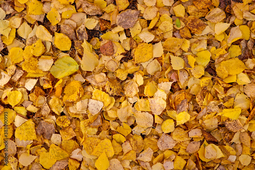 Autumn textured background - fallen yellow birch leaves. Indian summer.