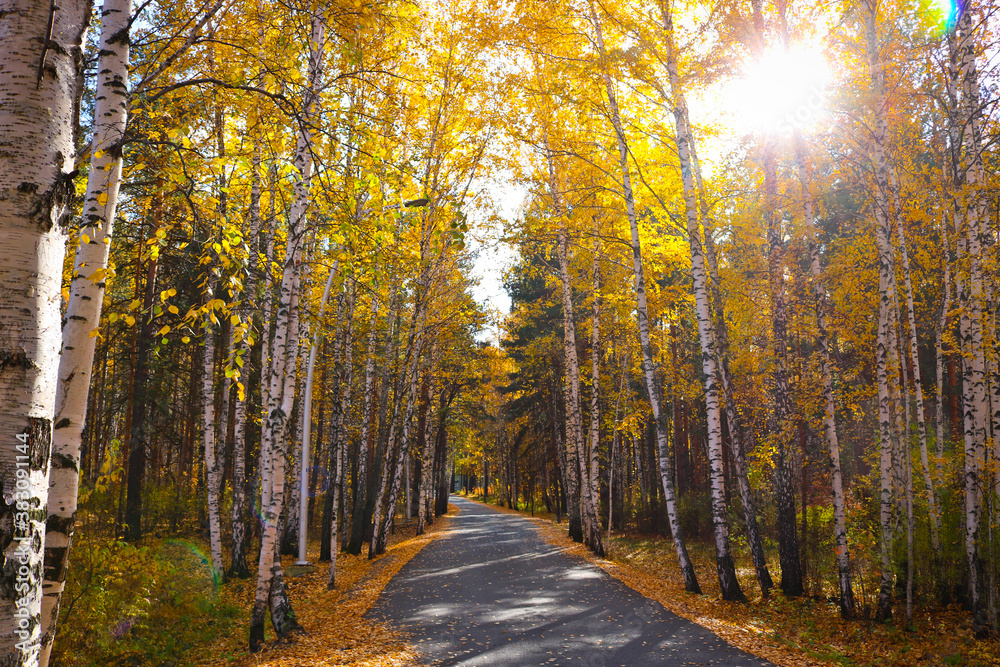 Indian summer - an asphalt path in a city park among birches with yellow foliage. Autumn background. Indian summer - an asphalt path in a city park among birches with yellow foliage. Autumn background.