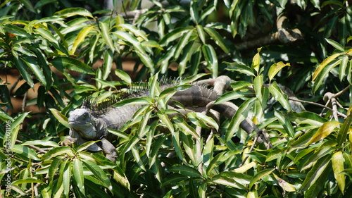 iguana en arbol