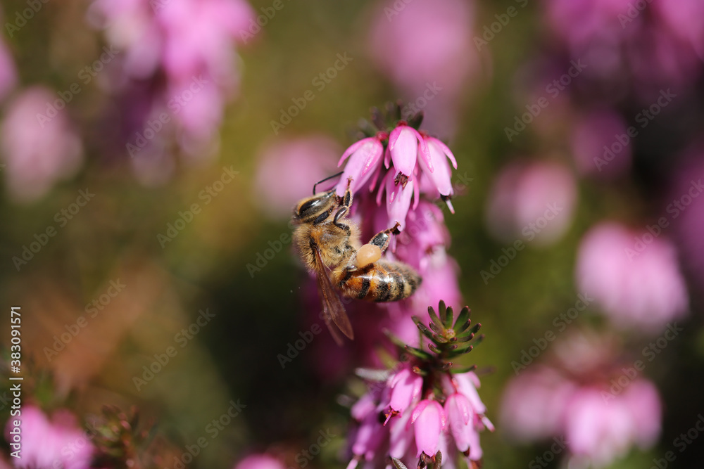 Honey Bee search for pollen Honey Bee search for pollen