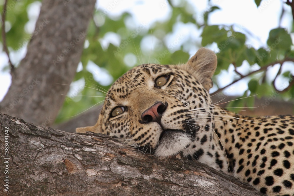 Obraz premium Auf einem Baum liegender Leopard