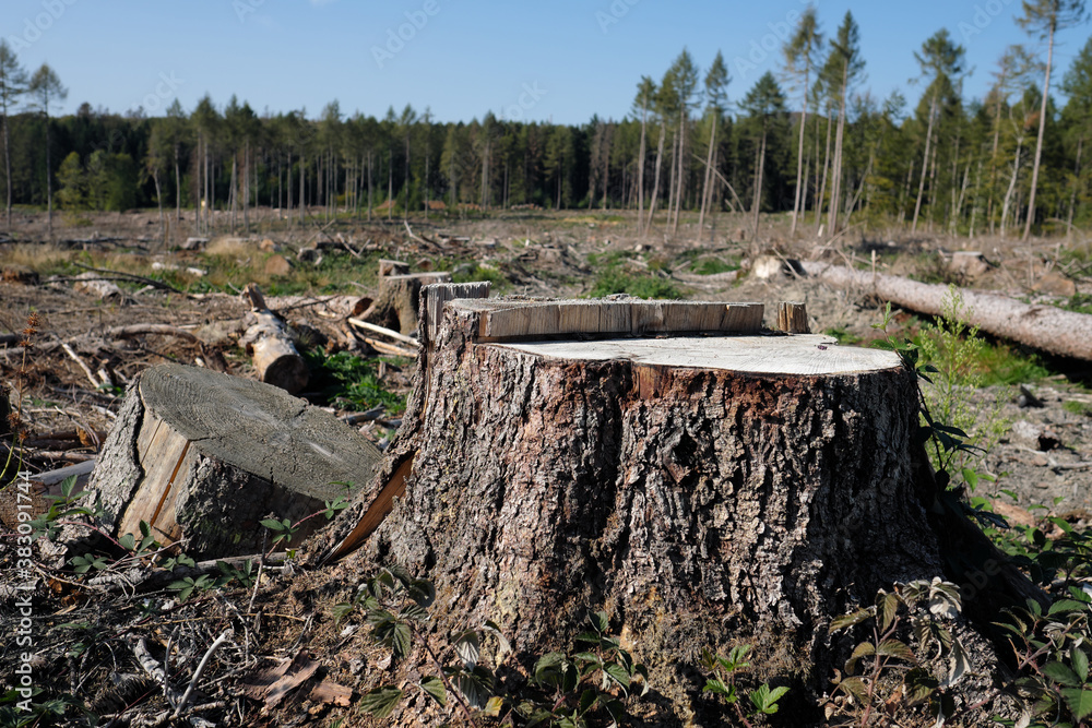 Climate change and dead forest with tree stump in front of deforested woodland - Stockphoto