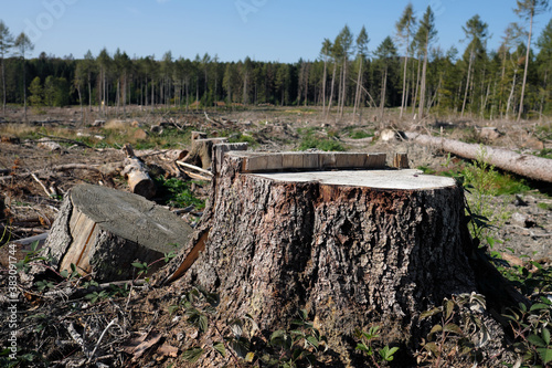 Climate change and dead forest with tree stump in front of deforested woodland - Stockphoto photo