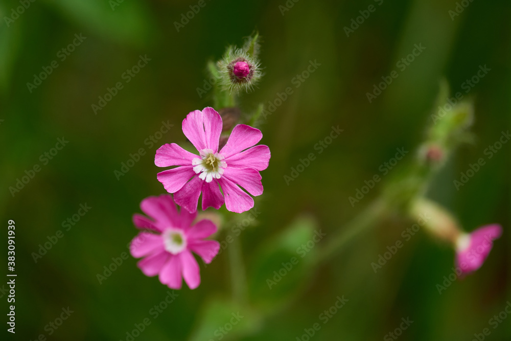 Rote Lichtnelke (Silene dioica)