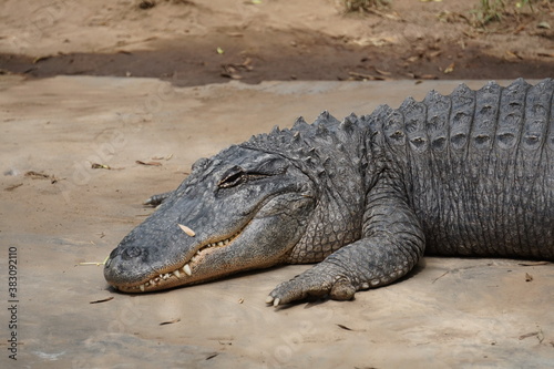 Lauerndes Krokodil 