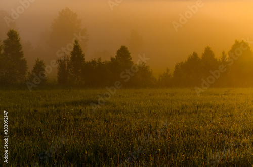 Thick mystical fog over a green forest. Juicy grass.