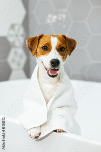Cute puppy Jack Russell Terrier with towel in a bathroom waiting for a bathing. © Inna